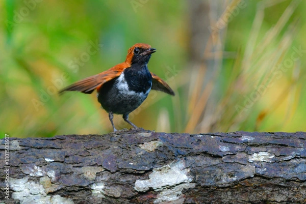 Obraz 沖縄でしか見られない日本固有種の珍しい鳥、赤い美しいホントウアカヒゲ