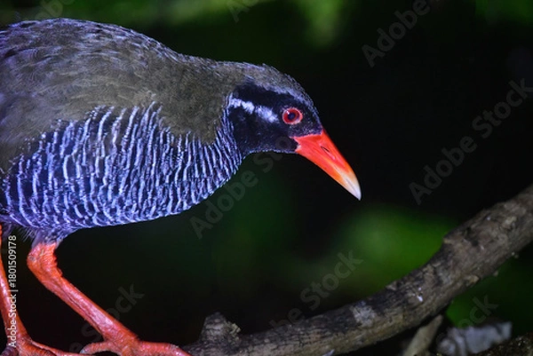 Obraz 沖縄県のやんばる地方でしか見られない世界的に珍しい鳥、絶滅のおそれのあるヤンバルクイナ