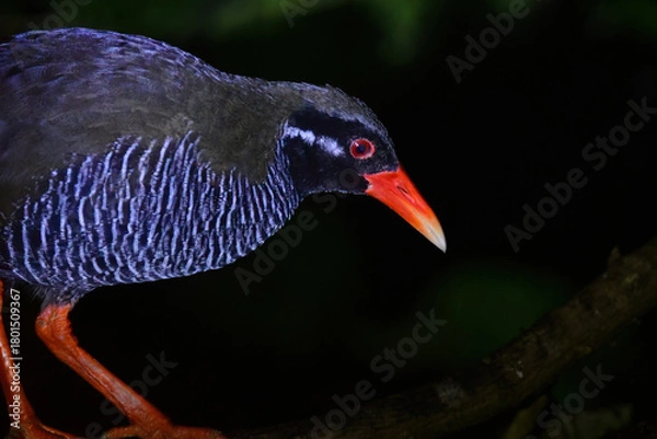 Obraz 沖縄県のやんばる地方でしか見られない世界的に珍しい鳥、絶滅のおそれのあるヤンバルクイナ