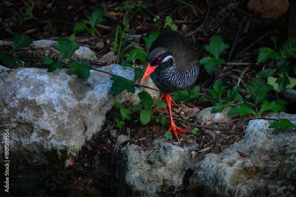 Obraz 沖縄県のやんばる地方でしか見られない世界的に珍しい鳥、絶滅のおそれのあるヤンバルクイナ