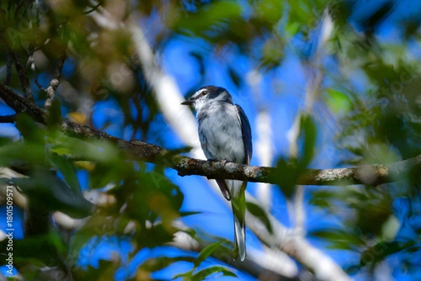 Obraz 沖縄や奄美大島でよく見られる白と黒のスマートな印象の小鳥、リュウキュウサンショウクイ