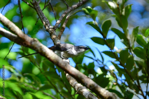 Obraz 沖縄や奄美大島でよく見られる白と黒のスマートな印象の小鳥、リュウキュウサンショウクイ