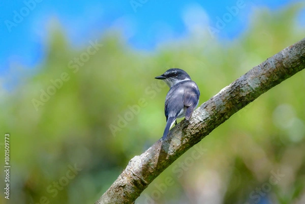 Obraz 沖縄や奄美大島でよく見られる白と黒のスマートな印象の小鳥、リュウキュウサンショウクイ