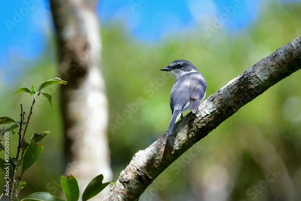 Obraz 沖縄や奄美大島でよく見られる白と黒のスマートな印象の小鳥、リュウキュウサンショウクイ