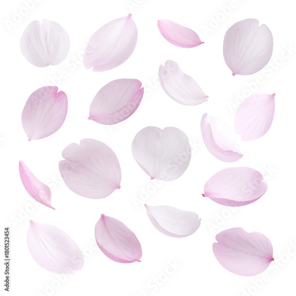 Obraz Floating Petals: Delicate cherry blossom petals drift weightlessly, their soft pink hues and graceful forms evoking feelings of spring and renewal.