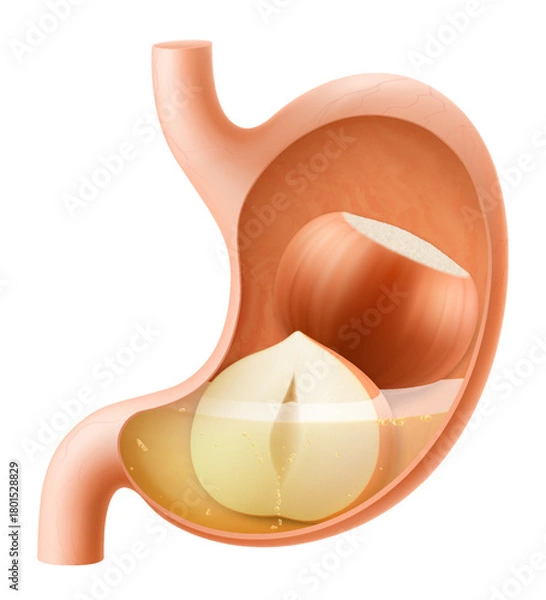 Fototapeta Human Stomach with hazelnuts. The stomach digests hazelnut. A stomach filled with healthy food with protein. Proper nutrition. Realistic 3d Vector illustration. Food digestion process illustration