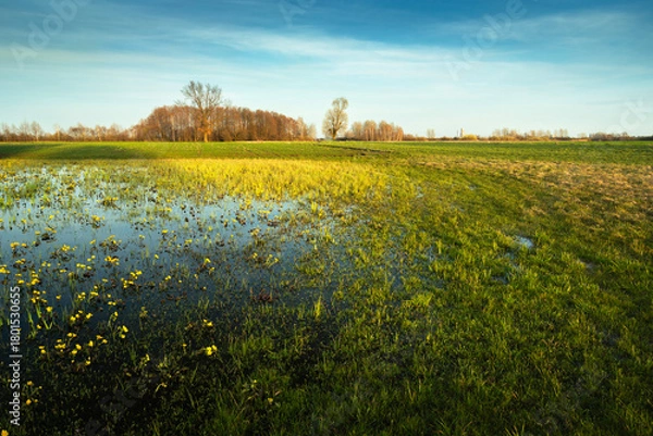 Obraz A view of a wet meadow on a sunny spring day in eastern Poland