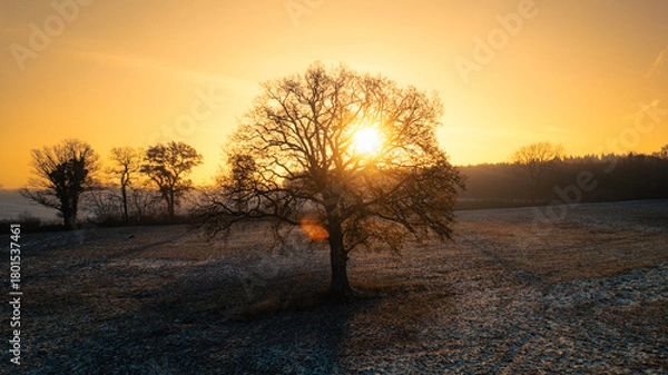 Fototapeta Lonely tree standing in a frosty field at sunrise. Captured during golden hour, this atmospheric winter landscape shows a soft orange glow on the horizon with delicate frost covering the ground, creat