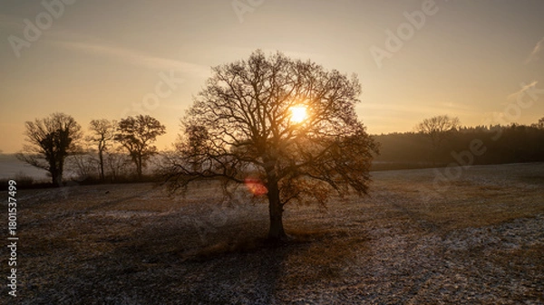 Fototapeta Lonely tree standing in a frosty field at sunrise. Captured during golden hour, this atmospheric winter landscape shows a soft orange glow on the horizon with delicate frost covering the ground, creat