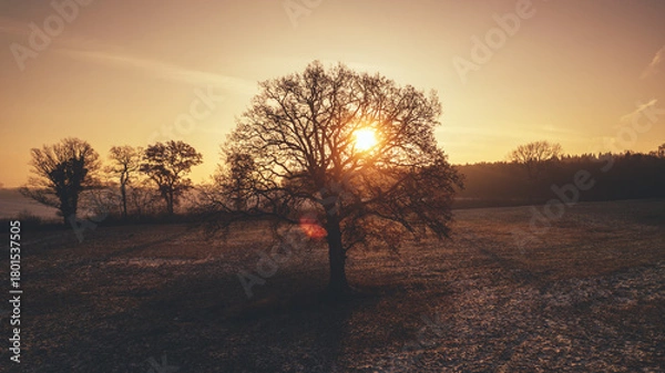 Fototapeta Lonely tree standing in a frosty field at sunrise. Captured during golden hour, this atmospheric winter landscape shows a soft orange glow on the horizon with delicate frost covering the ground, creat