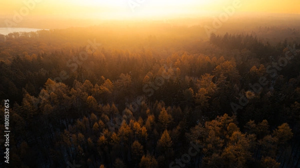 Fototapeta Aerial view of a dense forest in autumn at sunrise. The warm golden sunlight illuminates the tops of the trees, creating a moody and atmospheric landscape. Shot during early morning in a remote woodla