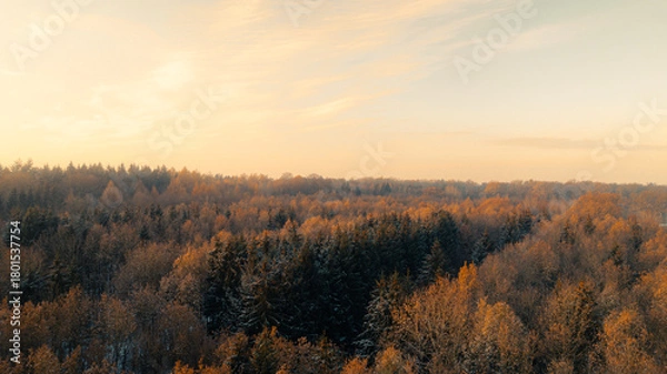 Fototapeta Wide aerial view of a forest in full autumn color as dawn light gently touches the treetops. The canopy of orange, yellow and green leaves contrasts with the soft pastel sky, creating a warm and seren