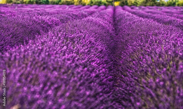 Fototapeta Lavander field