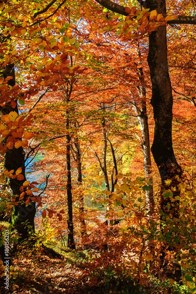 Fototapeta Autumn forest in Germany