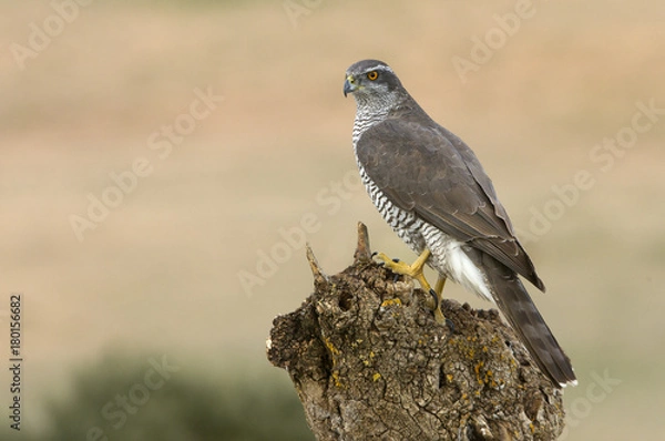 Obraz Northern goshawk, Accipiter gentilis