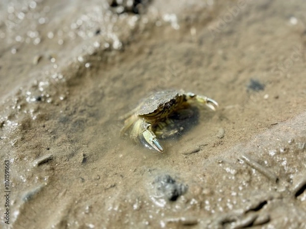 Obraz Krabbe in Watt am Meer