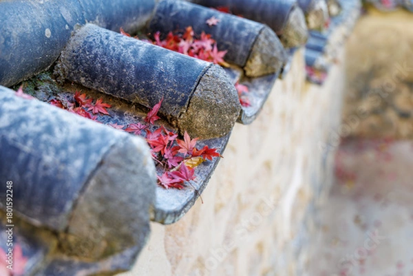 Fototapeta A close-up photo of fallen leaves and maple trees on the old tiled roof of Bulguksa Temple in Gyeongju, South Korea.