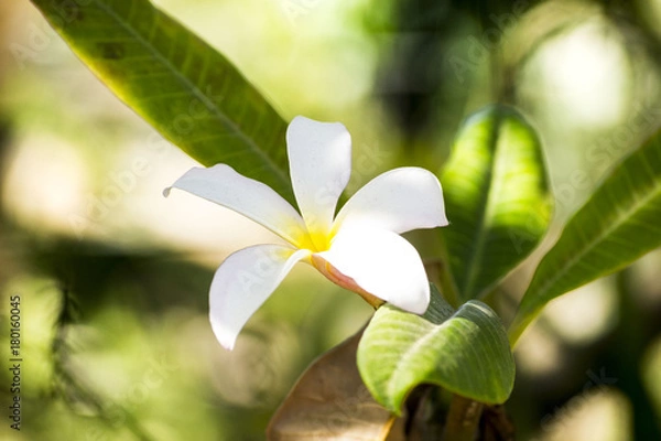 Obraz plumeria