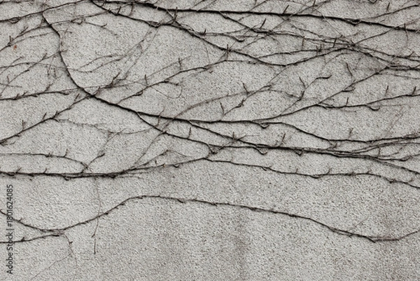 Fototapeta Plant vines spread across the wall