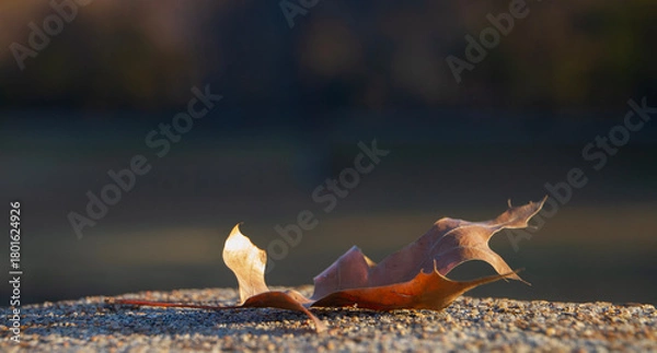 Obraz Dead leaf  with blurred dark background with copy space
