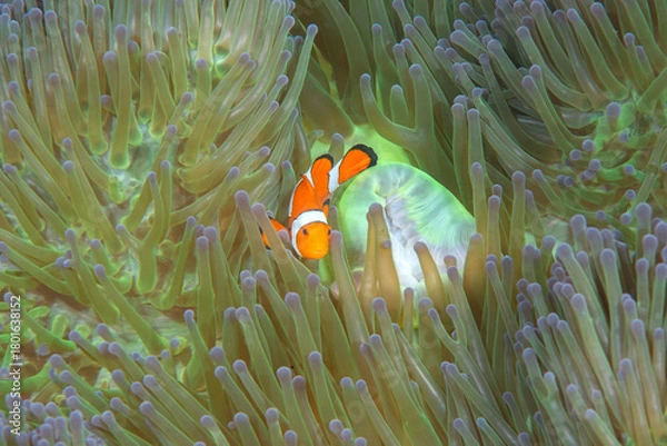 Fototapeta Ocellaris clownfish or false percula  clownfish or common clownfish  among tentacles of an anemone in Bali