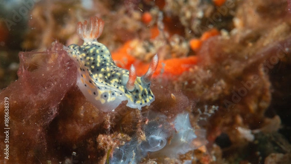 Fototapeta Close-up of a Hypselodoris infucata nudibranch crawling over corals of Bali