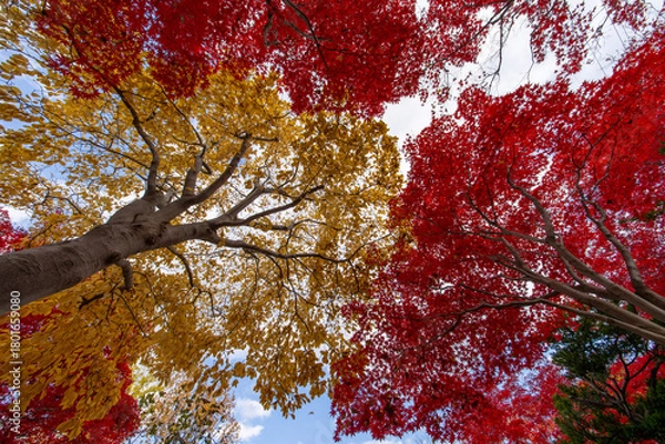 Obraz 北海道　札幌　平岡樹芸センター　紅葉　もみじ　トンネル