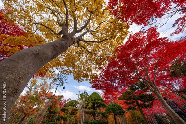 Obraz 北海道　札幌　平岡樹芸センター　紅葉　もみじ　トンネル