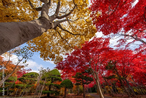 Obraz 北海道　札幌　平岡樹芸センター　紅葉　もみじ　トンネル