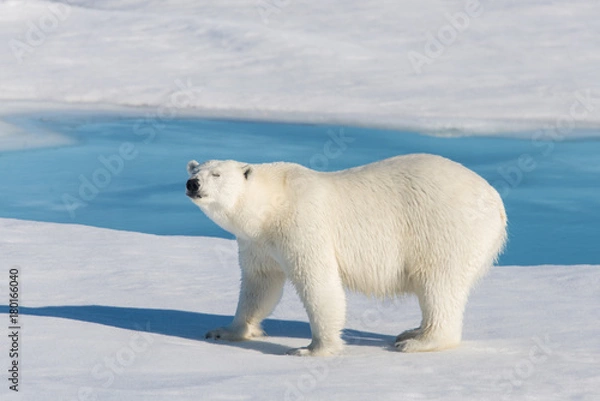 Obraz Polar bear on the pack ice