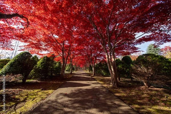 Obraz 北海道　札幌　平岡樹芸センター　紅葉　もみじ　トンネル