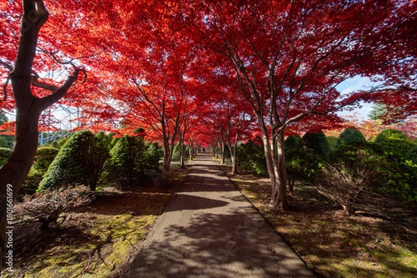 Obraz 北海道　札幌　平岡樹芸センター　紅葉　もみじ　トンネル