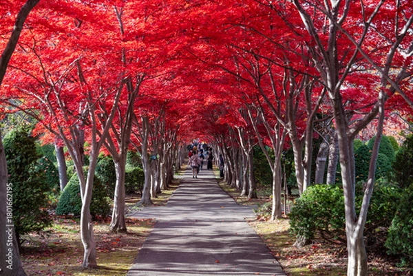 Obraz 北海道　札幌　平岡樹芸センター　紅葉　もみじ　トンネル