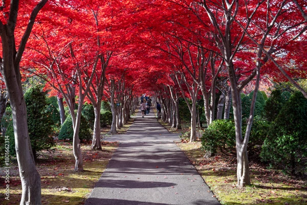 Obraz 北海道　札幌　平岡樹芸センター　紅葉　もみじ　トンネル