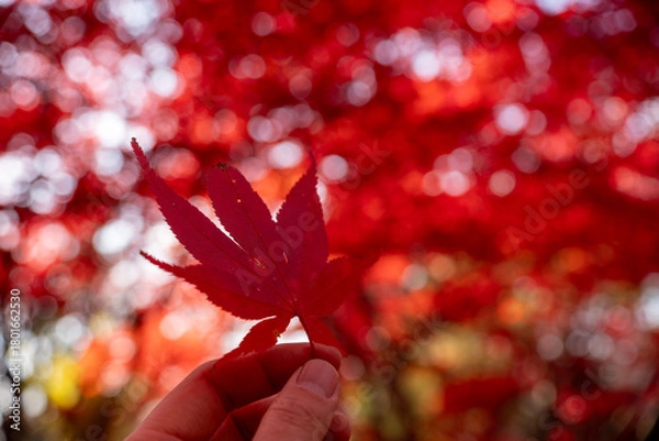 Obraz 北海道　札幌　平岡樹芸センター　紅葉　もみじ　トンネル