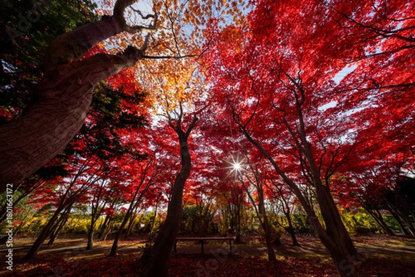 Obraz 北海道　札幌　平岡樹芸センター　紅葉　もみじ　トンネル
