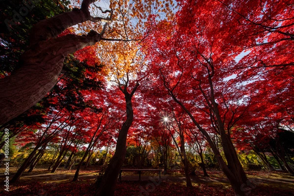 Obraz 北海道　札幌　平岡樹芸センター　紅葉　もみじ　トンネル
