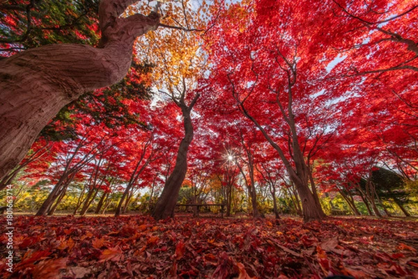 Obraz 北海道　札幌　平岡樹芸センター　紅葉　もみじ　トンネル