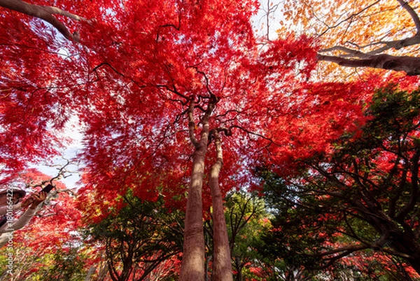 Obraz 北海道　札幌　平岡樹芸センター　紅葉　もみじ　トンネル