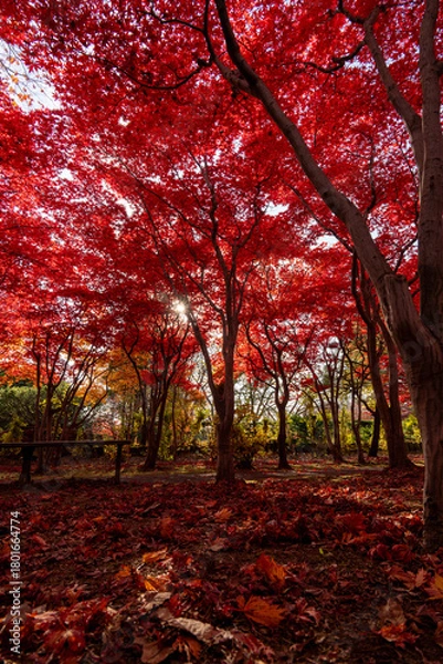 Obraz 北海道　札幌　平岡樹芸センター　紅葉　もみじ　トンネル
