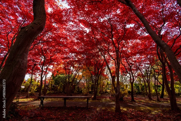 Obraz 北海道　札幌　平岡樹芸センター　紅葉　もみじ　トンネル