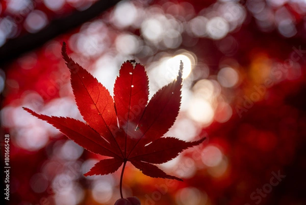 Obraz 北海道　札幌　平岡樹芸センター　紅葉　もみじ　トンネル