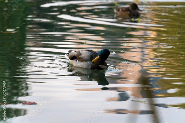 Obraz 北海道　中島公園　紅葉　蓮池　秋　オータム　銀杏　もみじ　豊平館