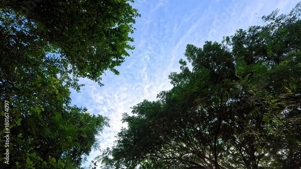 Obraz Looking at the blue sky and white clouds framed by green tree branches.