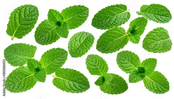 Fototapeta Fresh Mint Leaves Isolated on White Background for Culinary Use.