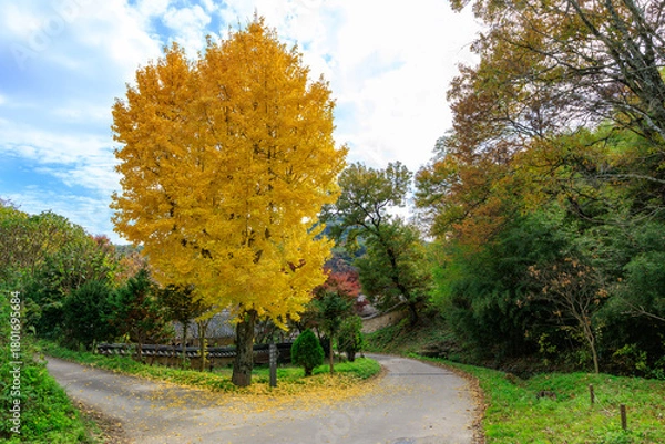 Obraz Autumn scenery of Yangdong Village, an old traditional village in Gyeongju, Korea, with beautiful ginkgo trees that have turned yellow in autumn.