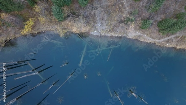 Fototapeta This aerial perspective showcases submerged trees beneath calm blue water, surrounded by a natural landscape of greenery and autumn foliage, creating a serene and peaceful atmosphere