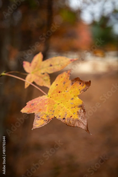 Obraz Dry Autumn Leaf