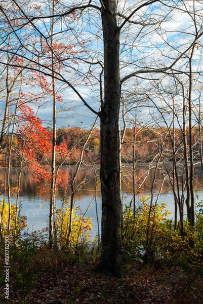 Obraz Fall Contrasts