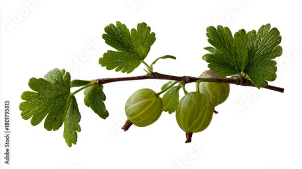 Fototapeta A few green gooseberry leaves and three small gooseberries on the branch, isolated on a white background. Detailed photograph